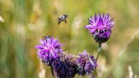 20200603_Insekten_2MH2475